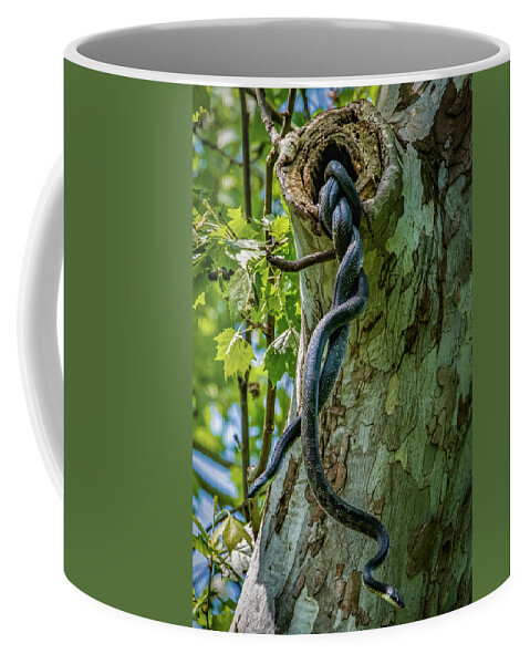 Animals Coffee Mug featuring the photograph Love is in the air by Brian Shoemaker