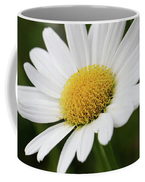 Daisy Coffee Mug featuring the photograph Loves Me Loves Me Not by Mary Anne Delgado
