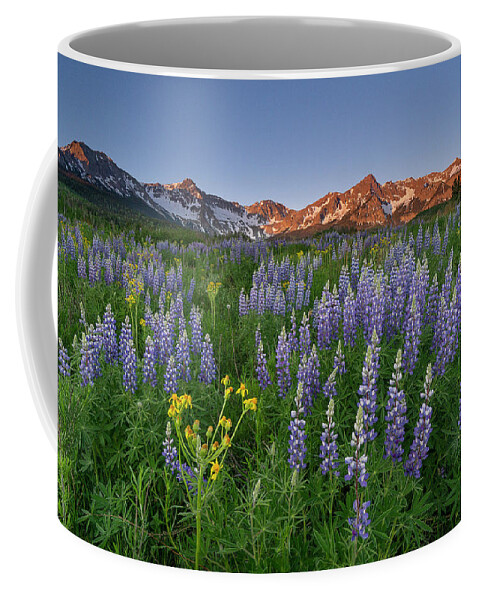 Wildflowers Coffee Mug featuring the photograph Lupine Delight II by Angela Moyer