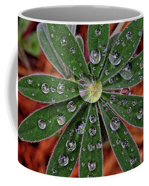 Dew Coffee Mug featuring the photograph Lupine Leaf by Bob Falcone