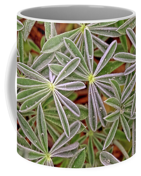 Lupine Coffee Mug featuring the photograph Lupine Leaves by Bob Falcone