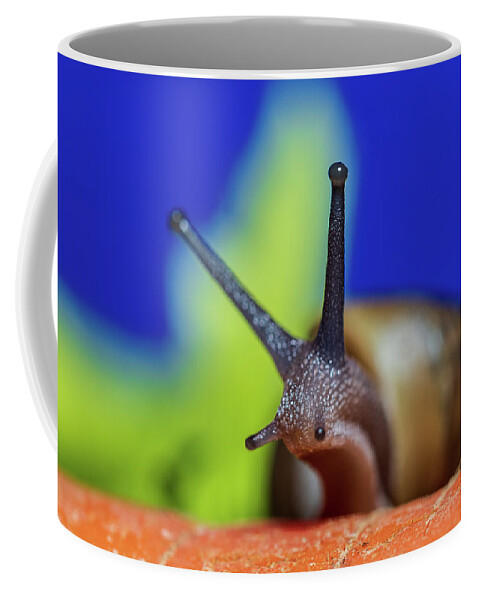Animals Coffee Mug featuring the photograph Macro Photography - Snail by Amelia Pearn