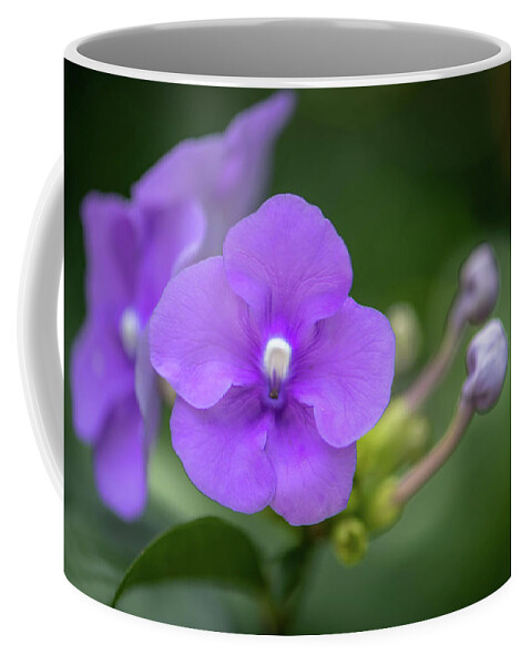 Brunfelsia Coffee Mug featuring the photograph Magnificent Brunfelsia Flower by Debra Kewley