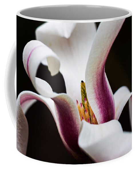 Magnolia Coffee Mug featuring the photograph Magnolia Bloom by Carrie Hannigan