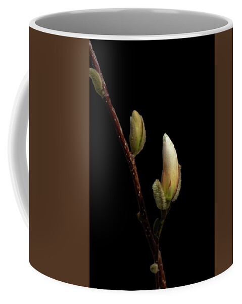Photosbycate.com Coffee Mug featuring the photograph Magnolia Buds on Black by Cate Franklyn