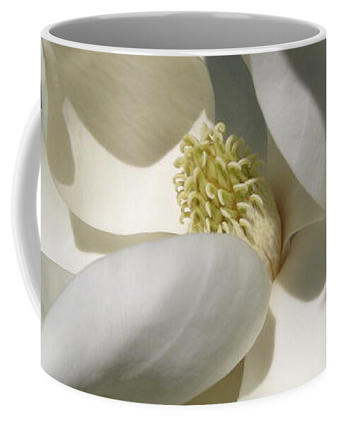 Magnolia Coffee Mug featuring the photograph Magnolia Grandiflora by Catherine Ludwig Donleycott