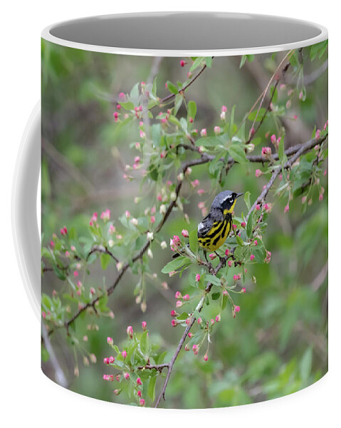 Bird Coffee Mug featuring the photograph Magnolia Warbler by Ron Grafe