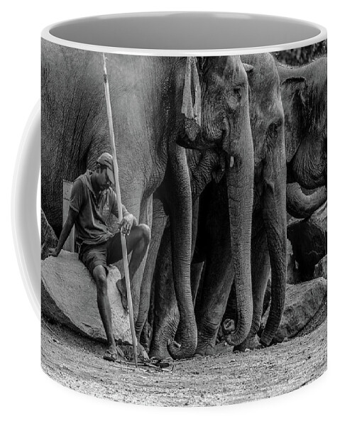 Elephant Coffee Mug featuring the photograph Mahout and the Elephants by Arj Munoz