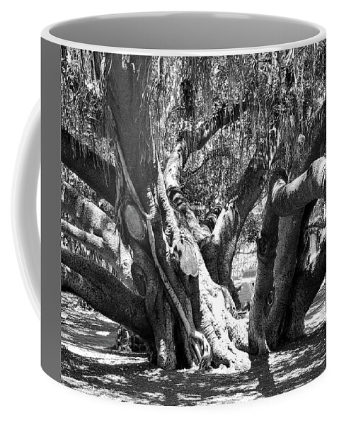 Photograph B&w Tree Banyan Coffee Mug featuring the photograph Main Trunk Banyan Tree by Beverly Read
