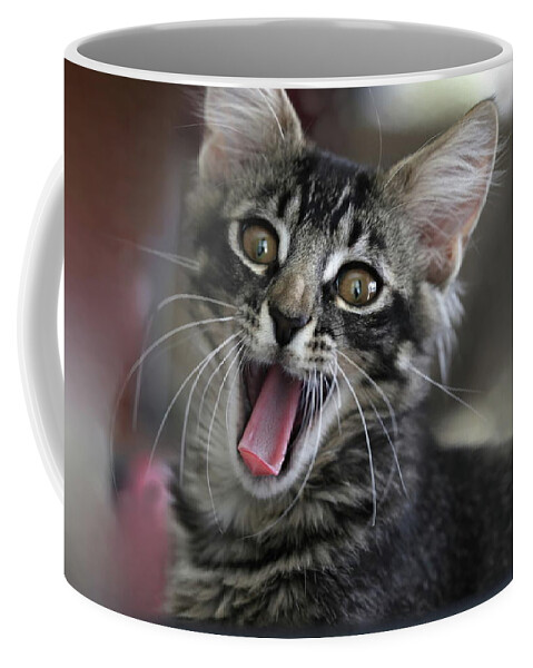 Maine Coon Coffee Mug featuring the photograph Maine Coon Cat 5 by Mingming Jiang