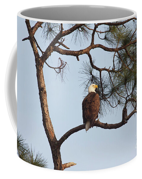 Bald Eagle Coffee Mug featuring the photograph Majestic Eagle by Jayne Carney