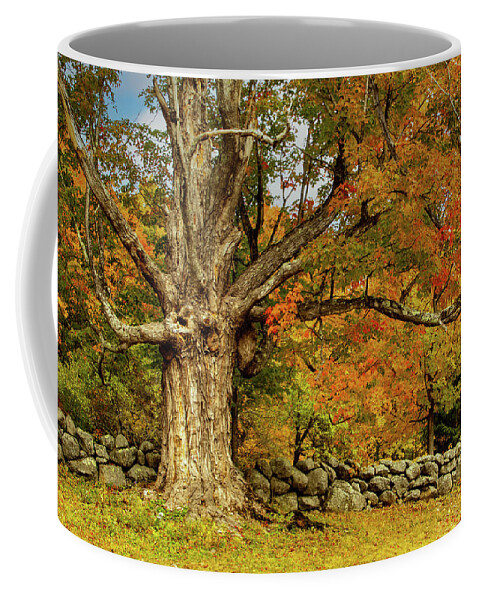 Hillsborough Nh Coffee Mug featuring the photograph Majestic Maple Fall Colors by Jeff Folger