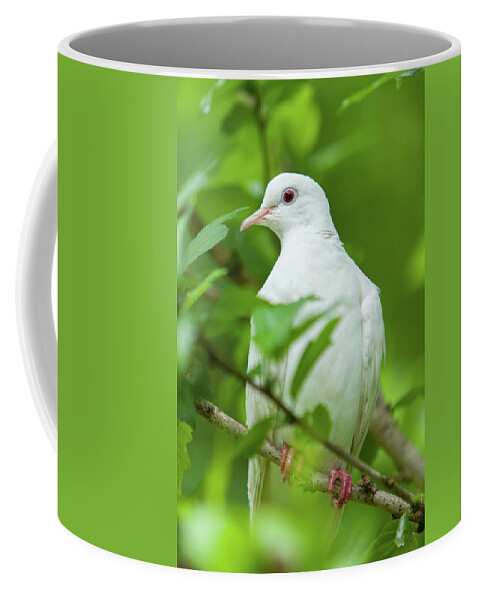 Dove Coffee Mug featuring the photograph Malachi_9828 by Rocco Leone