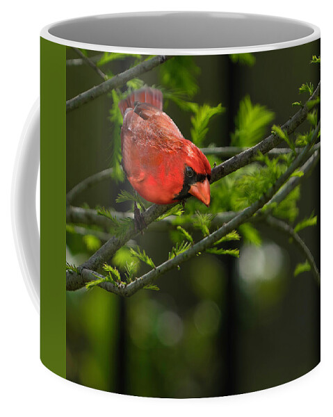 Birds Coffee Mug featuring the photograph Male Cardinal by Larry Marshall