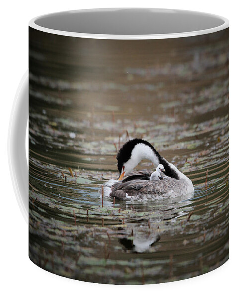 Greebe Coffee Mug featuring the photograph Male Greebe and Chick by Roger Mullenhour