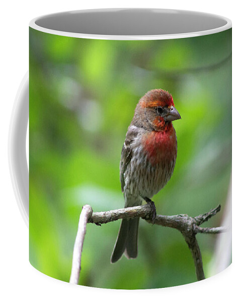 Bird Coffee Mug featuring the photograph Male House Finch by Geoff Jewett