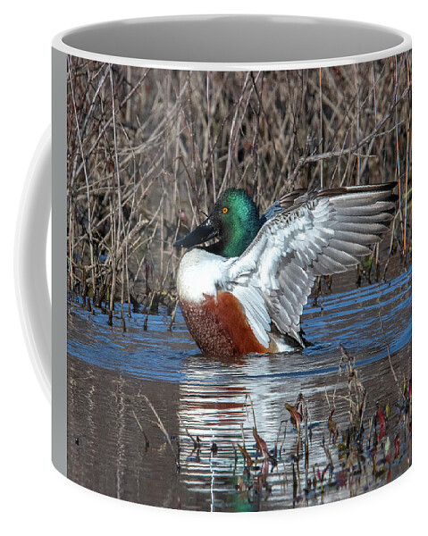 Nature Coffee Mug featuring the photograph Male Northern Shoveler Drying off after Bathing DWF0236 by Gerry Gantt