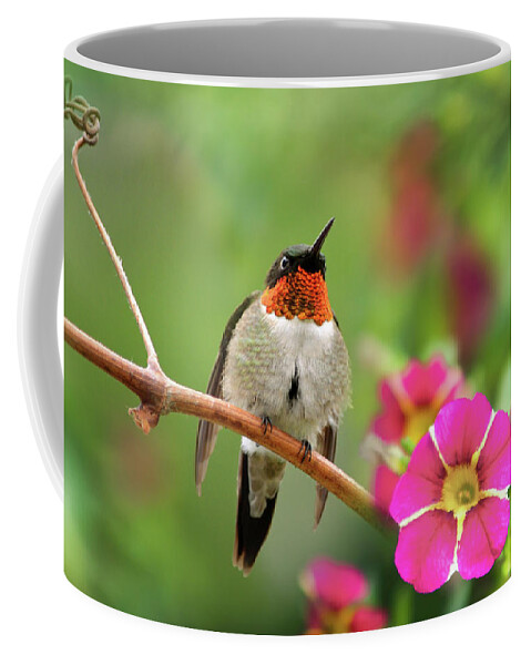Hummingbird Coffee Mug featuring the photograph Male Ruby Throated Hummingbird by Christina Rollo