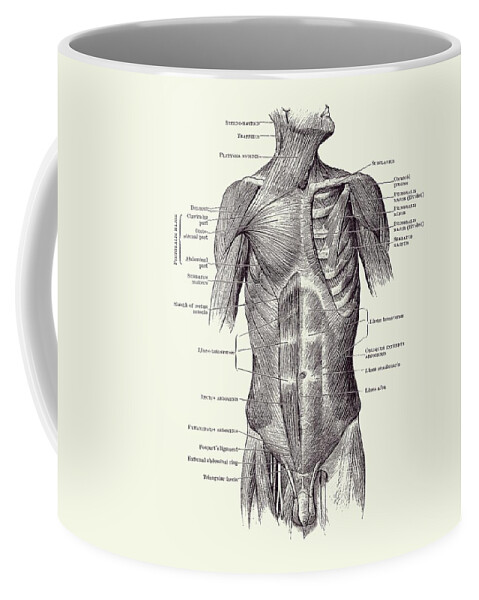 Male Muscular System Coffee Mug featuring the drawing Male Upper Body Muscular System - Vintage Anatomy 2 by Vintage Anatomy Prints