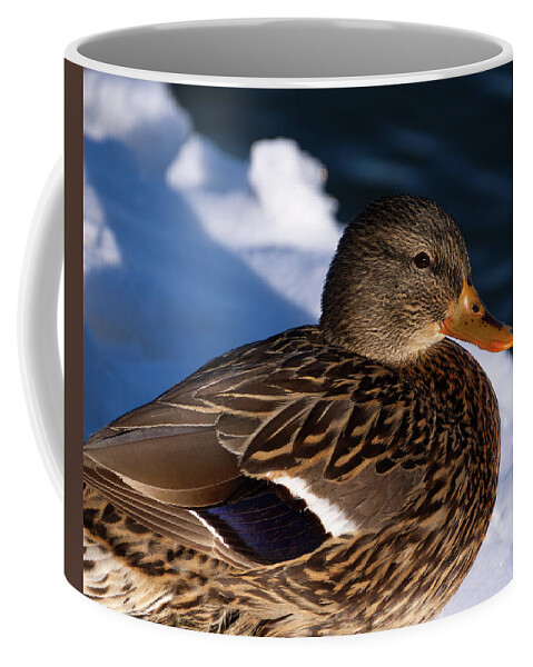 Duck Coffee Mug featuring the photograph Mallard Duck in WInter by Flinn Hackett