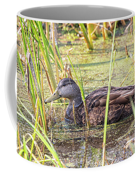 Mallard Coffee Mug featuring the photograph Mallard Hen in Swampy Area - Fort Macon State Park by Bob Decker