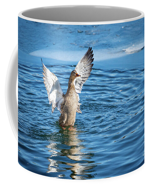 Mallard Coffee Mug featuring the photograph Mallard in Frozen Water by Alyssa Tumale