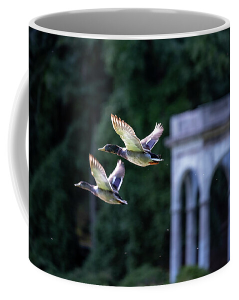 Mallard Ducks Coffee Mug featuring the photograph Mallards Take Flight 3 by Kevin Suttlehan