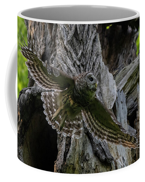 Cute Owlet Coffee Mug featuring the photograph Mama Barred owl Hunting by Puttaswamy Ravishankar