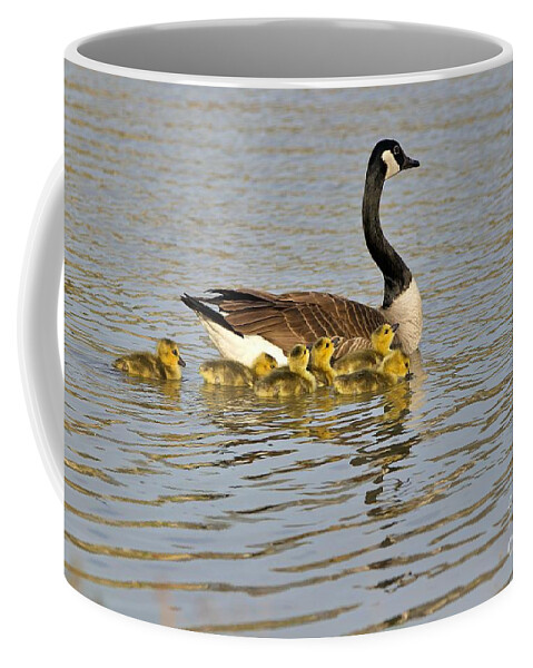 Goslings Coffee Mug featuring the photograph Mama Goose and Goslings by Yvonne M Smith
