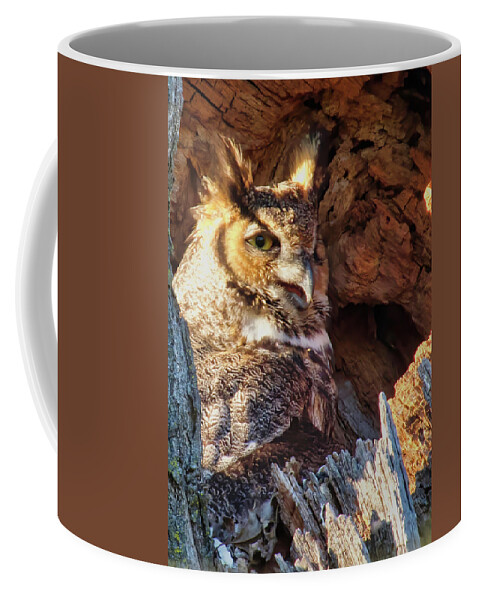  Coffee Mug featuring the photograph Mama Owl by Jack Wilson