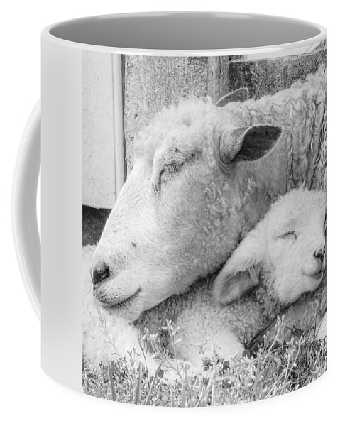 Lamb Coffee Mug featuring the photograph Mama's Lamb Black and White Square by Rachel Morrison