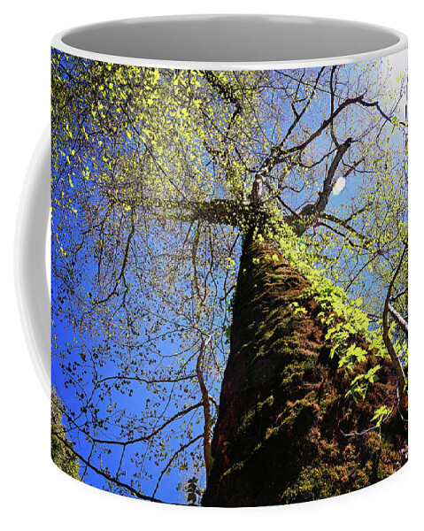 Sycamore Coffee Mug featuring the photograph Mammoth Sycamore by Steven Nelson