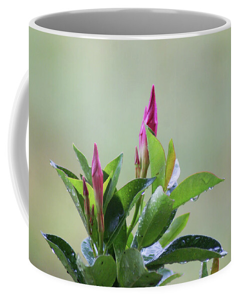  Coffee Mug featuring the photograph Mandevilla Drops by Heather E Harman