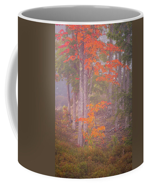 New Hampshire Coffee Mug featuring the photograph Maple Gold by Jeff Sinon