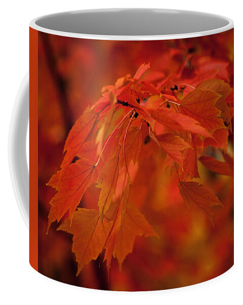 Autumn Coffee Mug featuring the photograph Maple Leaves I by Norman Reid
