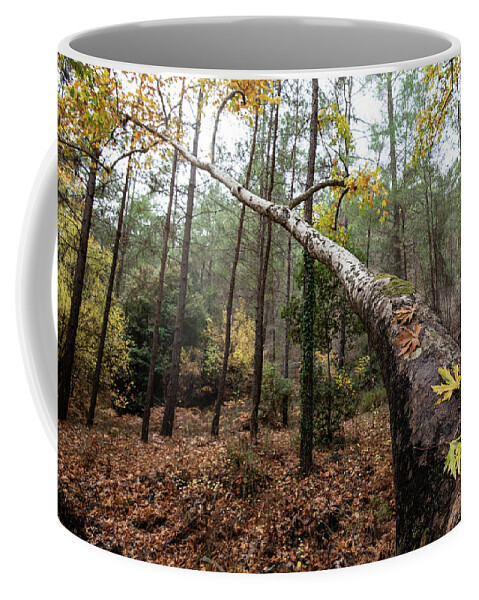 Autumn Coffee Mug featuring the photograph Maple leaves on a tree branch in autumn. Fall season in a forest. by Michalakis Ppalis
