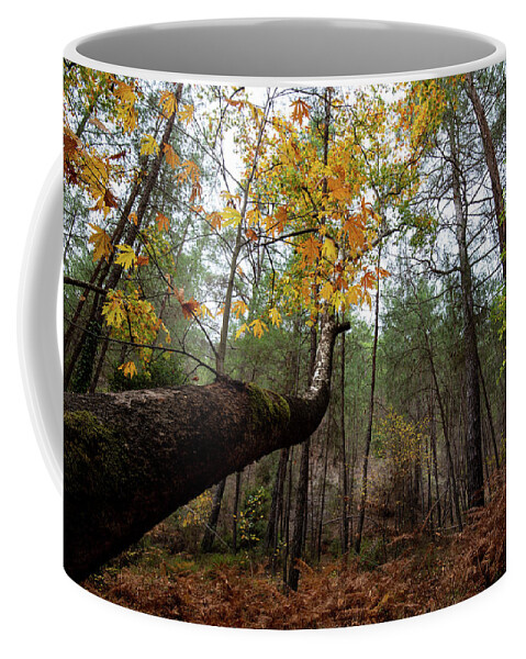 Autumn Coffee Mug featuring the photograph Maple tree with yellow leaves in autumn in a forest . Troodos Cyprus by Michalakis Ppalis