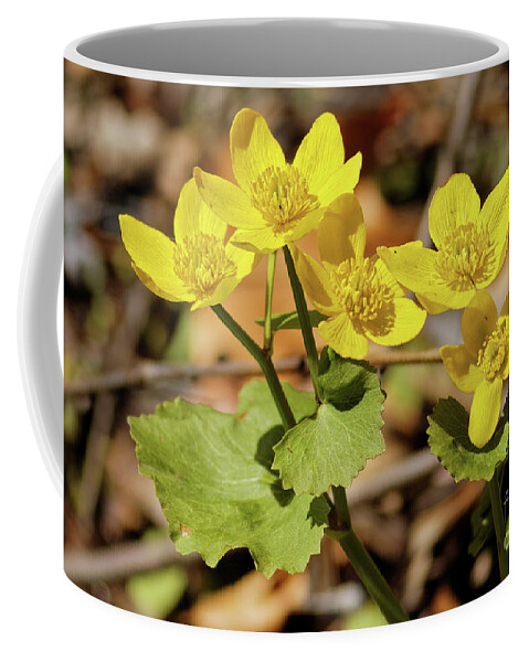 Marigold Coffee Mug featuring the photograph Marsh Marigold by Natural Focal Point Photography