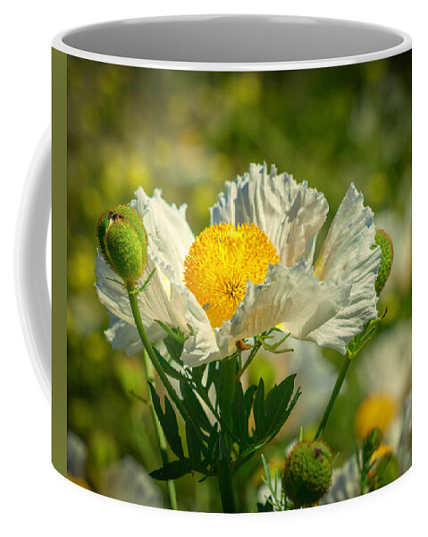 Matilija Poppies Are Native To California. They Grow Wild In The Los Padres Forest Near Ojai Coffee Mug featuring the photograph Matilija Poppies 7 by Lindsay Thomson