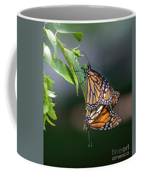 Monarch Butterfly Coffee Mug featuring the photograph Mating Monarchs by Sandra Rust
