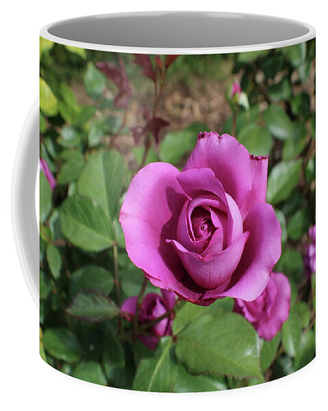 Mauve Coffee Mug featuring the photograph Mauve Rose Close Up by Kenneth Pope