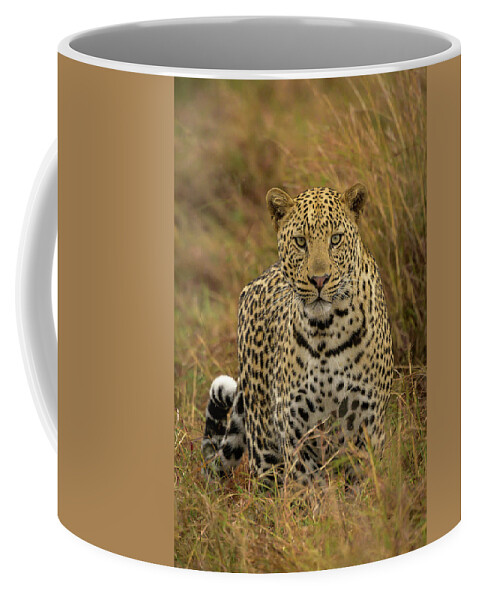 Africa Coffee Mug featuring the photograph Meow by Laura Hedien