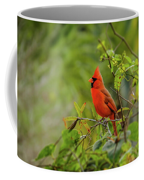 Northern Cardinal Coffee Mug featuring the photograph Messenger of Love by Laura Putman