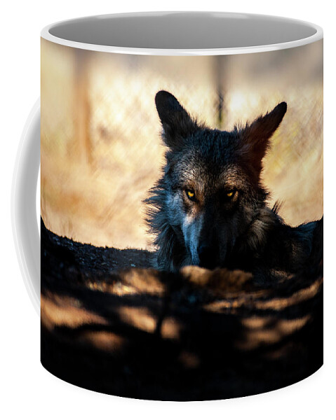 Mexican Coffee Mug featuring the photograph Mexican Gray Wolf - 2 by Anthony Jones