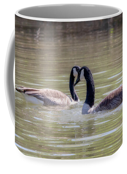 Canada Geese Coffee Mug featuring the photograph Mi Amor - Canada Geese Mating Ritual by Susan Rissi Tregoning