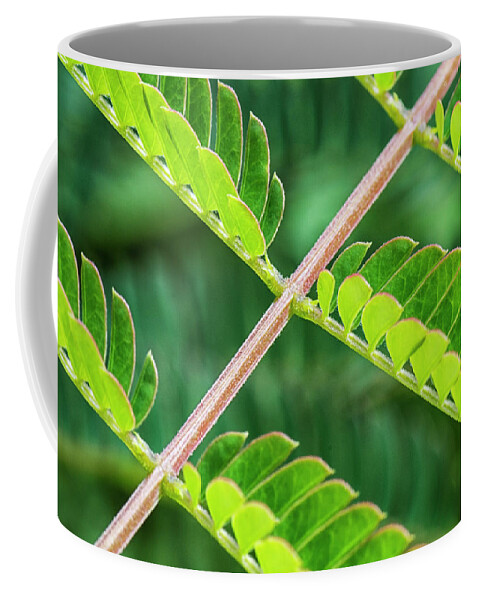 Mimosa Coffee Mug featuring the photograph Mimosa Leaves in the Croatan by Bob Decker