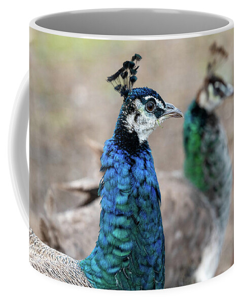 Bronx Zoo Coffee Mug featuring the photograph Mirror Peacocks by Kevin Suttlehan