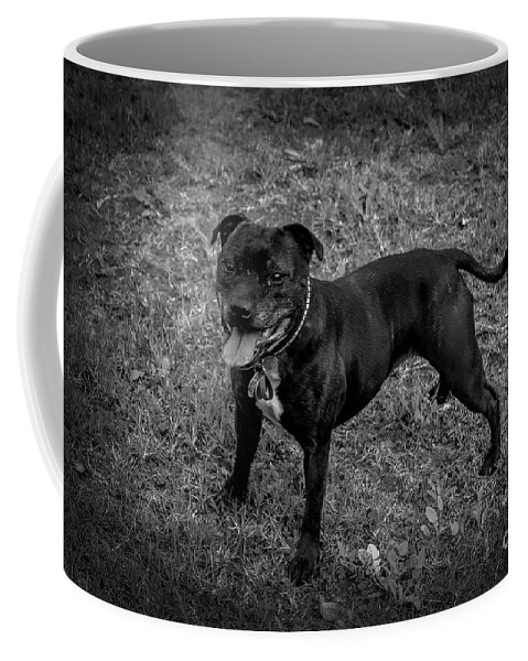 Staffie Coffee Mug featuring the photograph Miss Mandy Bossy Boots by Elaine Teague