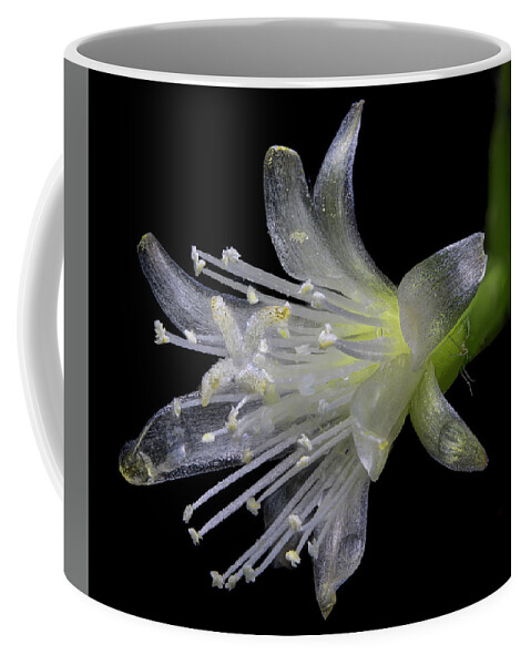 Mistletoe Cactus Coffee Mug featuring the photograph Mistletoe Cactus by Endre Balogh