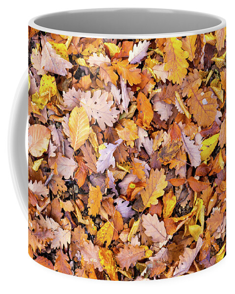 Autumn Coffee Mug featuring the photograph Mixture of leaves fallen in forest in autumn fall by Viktor Wallon-Hars